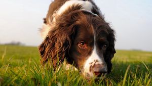Preview wallpaper dog, muzzle, curly, grass, search