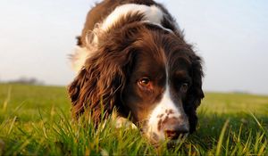 Preview wallpaper dog, muzzle, curly, grass, search