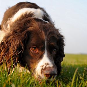 Preview wallpaper dog, muzzle, curly, grass, search