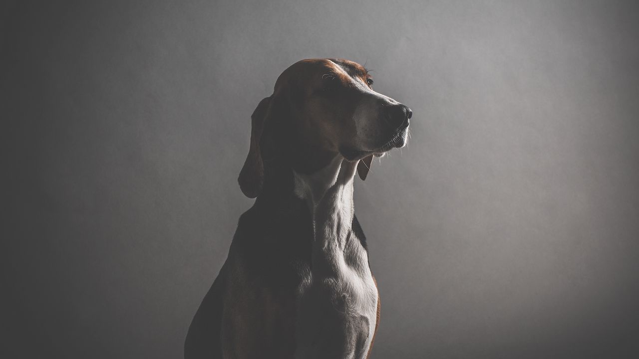 Wallpaper dog, muzzle, dark