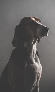 Preview wallpaper dog, muzzle, dark