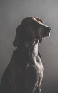 Preview wallpaper dog, muzzle, dark