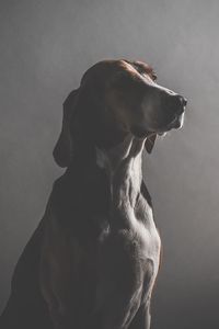 Preview wallpaper dog, muzzle, dark