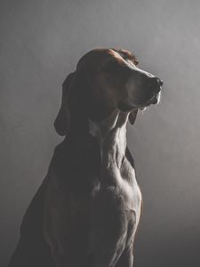 Preview wallpaper dog, muzzle, dark