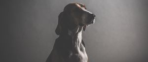 Preview wallpaper dog, muzzle, dark