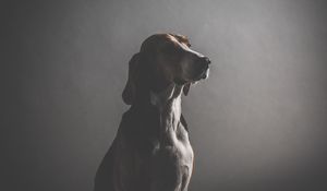 Preview wallpaper dog, muzzle, dark