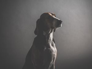 Preview wallpaper dog, muzzle, dark