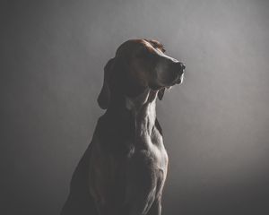 Preview wallpaper dog, muzzle, dark