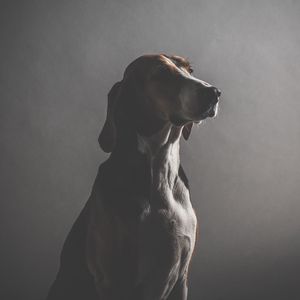 Preview wallpaper dog, muzzle, dark