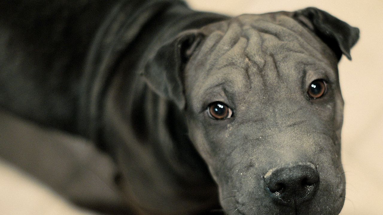 Wallpaper dog, muzzle, dark, eyes