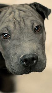 Preview wallpaper dog, muzzle, dark, eyes