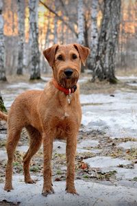 Preview wallpaper dog, muzzle, dog collar, snow, walk, spring, wood