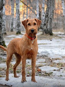 Preview wallpaper dog, muzzle, dog collar, snow, walk, spring, wood