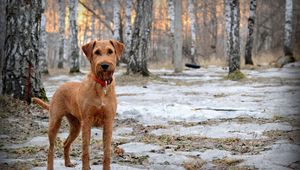 Preview wallpaper dog, muzzle, dog collar, snow, walk, spring, wood