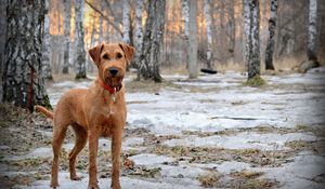 Preview wallpaper dog, muzzle, dog collar, snow, walk, spring, wood