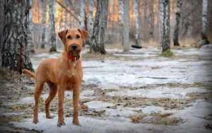 Preview wallpaper dog, muzzle, dog collar, snow, walk, spring, wood