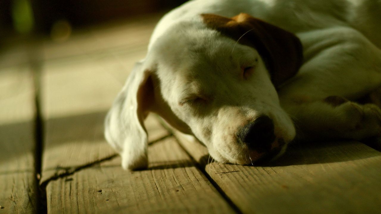Wallpaper dog, muzzle, dream, shadow, lie