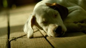 Preview wallpaper dog, muzzle, dream, shadow, lie