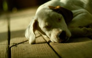 Preview wallpaper dog, muzzle, dream, shadow, lie