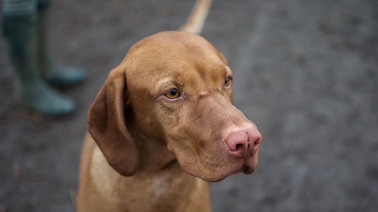 Wallpaper dog, muzzle, ears, nose