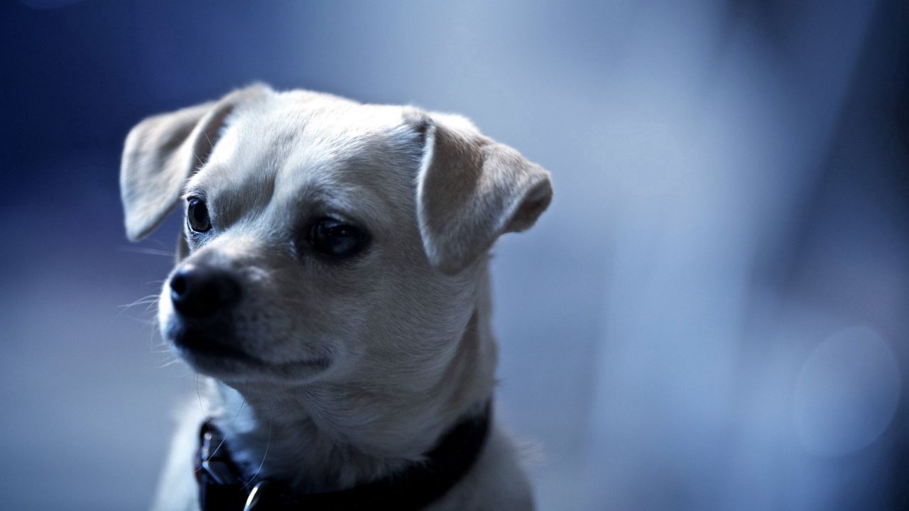 Wallpaper dog, muzzle, ears, beautiful, puppy