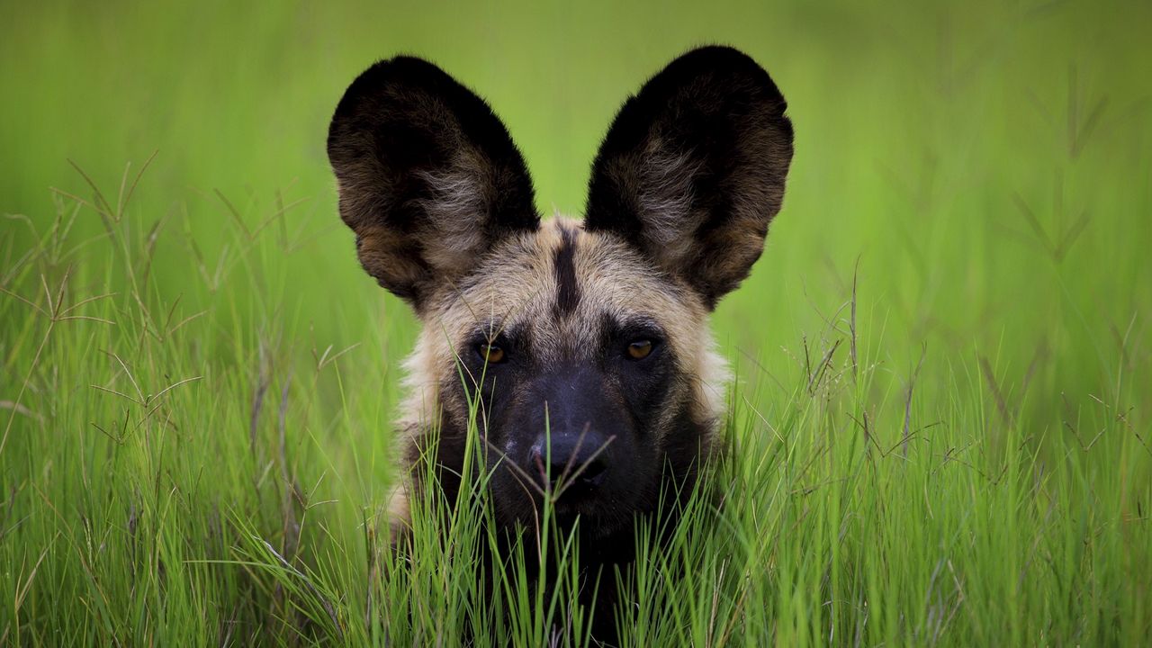 Wallpaper dog, muzzle, ears, grass