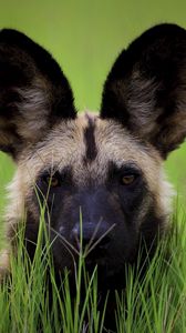 Preview wallpaper dog, muzzle, ears, grass