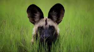 Preview wallpaper dog, muzzle, ears, grass