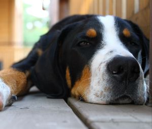 Preview wallpaper dog, muzzle, ears, spotted, lying