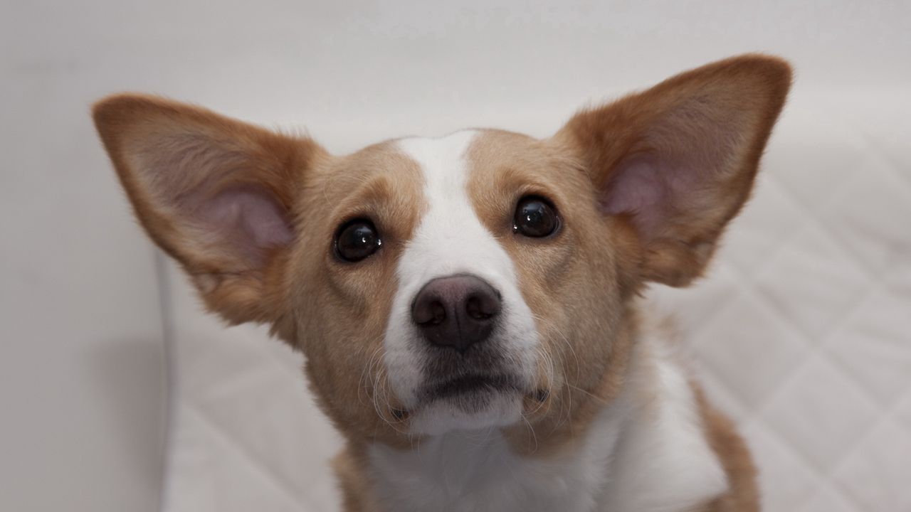 Wallpaper dog, muzzle, ears, eyes