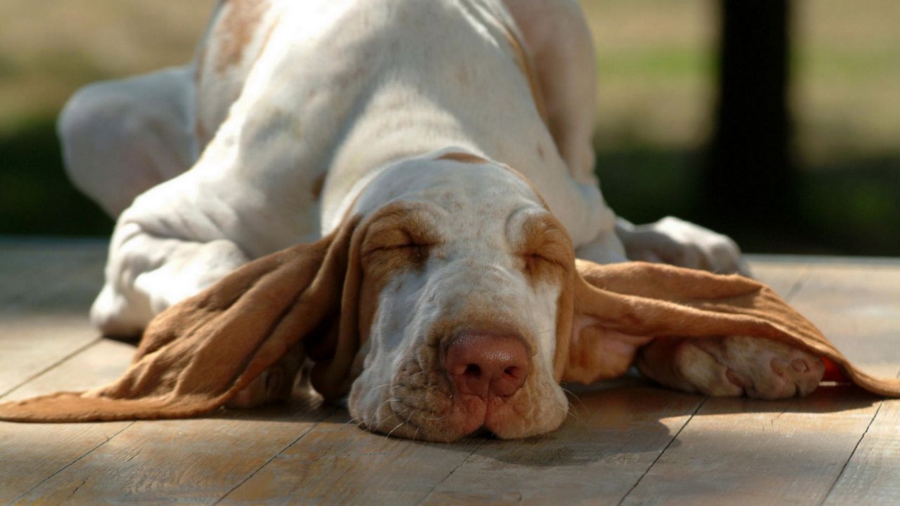 Wallpaper dog, muzzle, ears, sleep, lying
