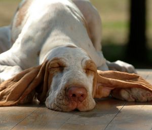 Preview wallpaper dog, muzzle, ears, sleep, lying