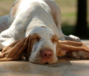 Preview wallpaper dog, muzzle, ears, sleep, lying