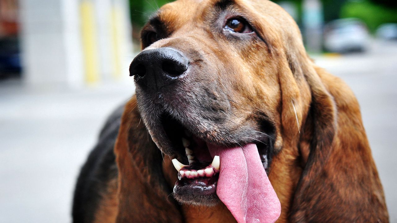 Wallpaper dog, muzzle, ears, protruding tongue