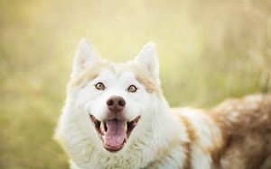Preview wallpaper dog, muzzle, eyes, tongue