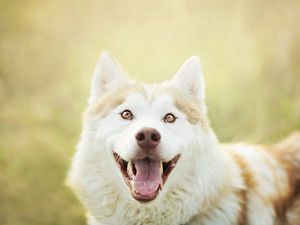 Preview wallpaper dog, muzzle, eyes, tongue