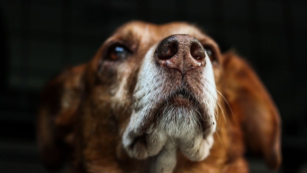 Wallpaper dog, muzzle, eyes, dark background