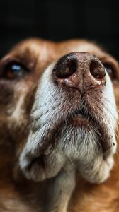 Preview wallpaper dog, muzzle, eyes, dark background