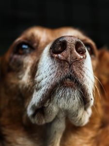 Preview wallpaper dog, muzzle, eyes, dark background