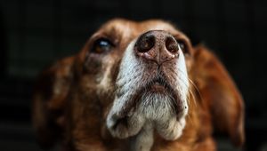 Preview wallpaper dog, muzzle, eyes, dark background