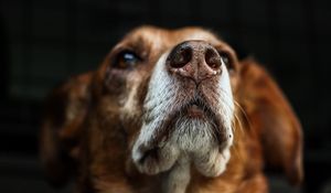 Preview wallpaper dog, muzzle, eyes, dark background