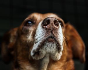 Preview wallpaper dog, muzzle, eyes, dark background