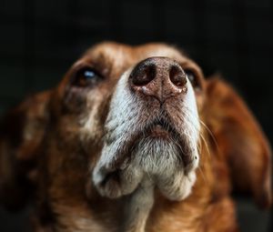 Preview wallpaper dog, muzzle, eyes, dark background