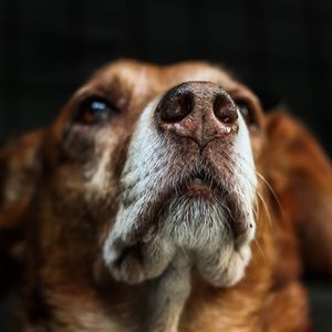 Preview wallpaper dog, muzzle, eyes, dark background