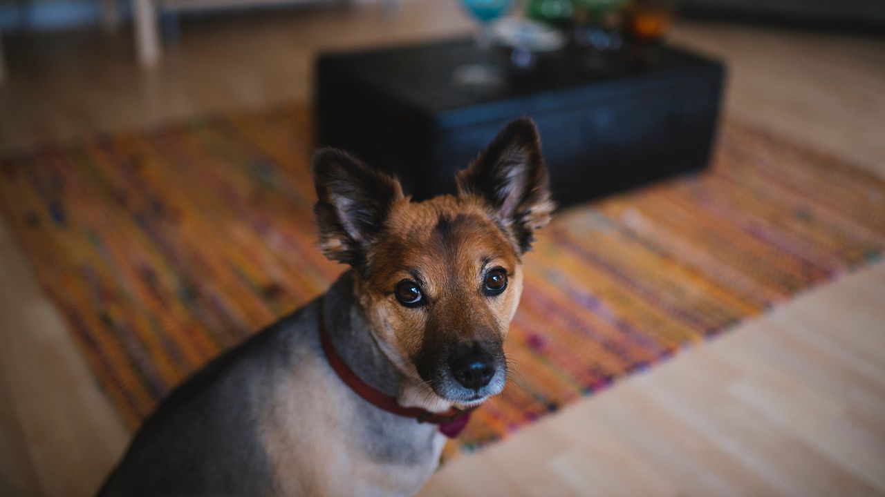 Wallpaper dog, muzzle, eyes