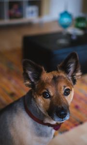 Preview wallpaper dog, muzzle, eyes