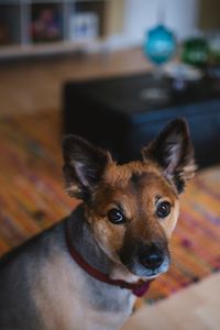 Preview wallpaper dog, muzzle, eyes