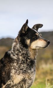 Preview wallpaper dog, muzzle, eyes