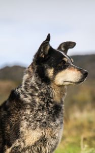 Preview wallpaper dog, muzzle, eyes
