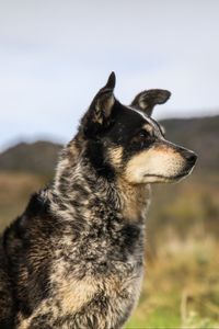 Preview wallpaper dog, muzzle, eyes